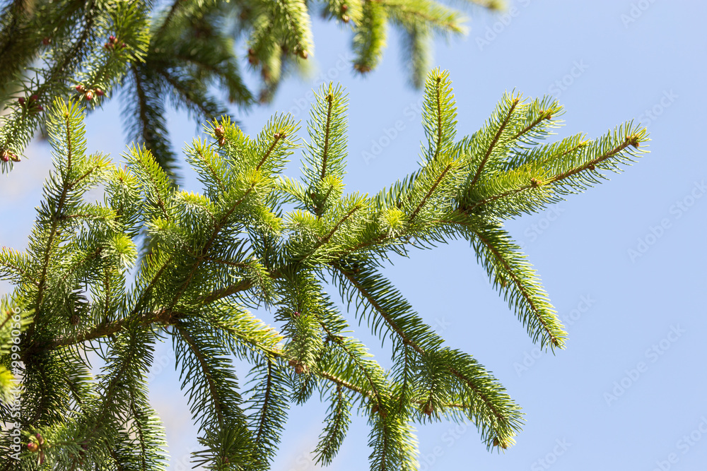 spruce branch on the nature spruce branch on the nature