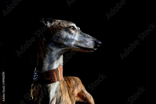 Cuadro en lienzo Galgo Espanol
