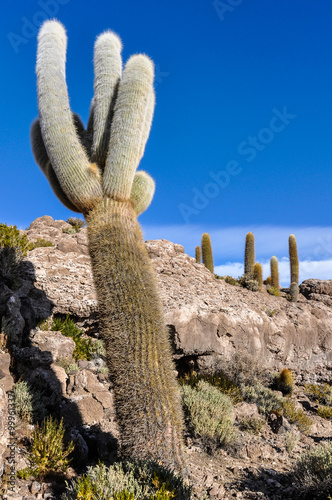 Cacti in Salar de Uyuni, Bolivia