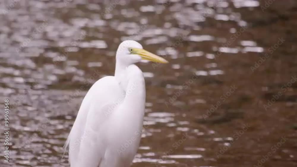 Static shot of white egret looking bird with rippling water in background. Static shot of white egret looking bird with rippling water in background.