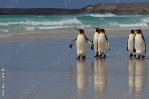 King Penguins (Aptenodytes patagonicus) on a sandy beach at Volunteer Point in the Falkland Islands. 