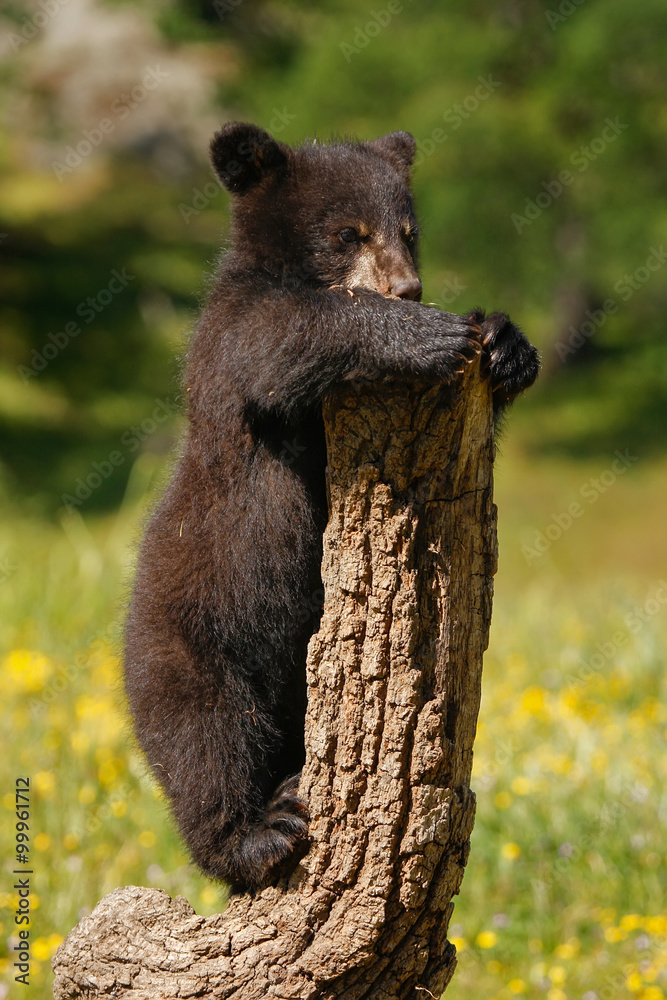Fototapeta premium Baby American black bear