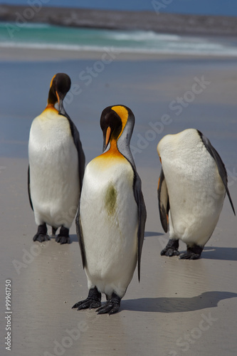 King Penguins  Aptenodytes patagonicus  on a sandy beach at Volunteer Point in the Falkland Islands. 