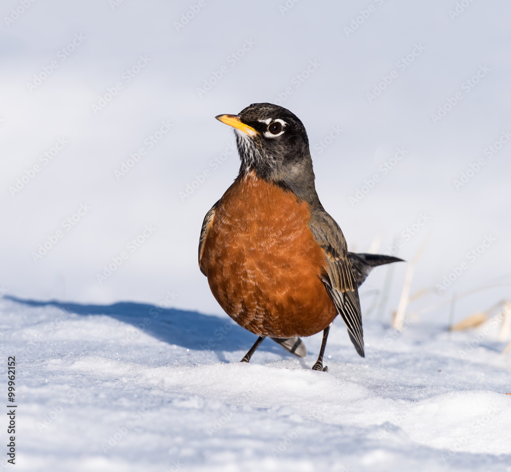 American Robin Perched on Snow in Winter American Robin Perched on Snow in Winter