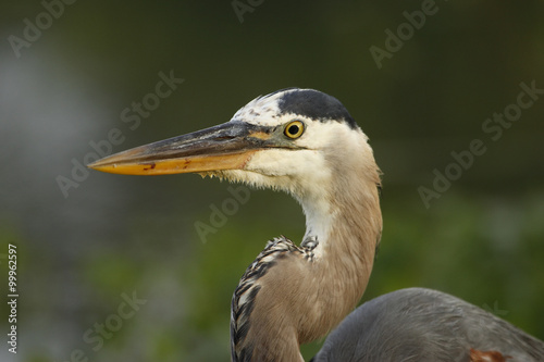 Portrait of Great blue heron