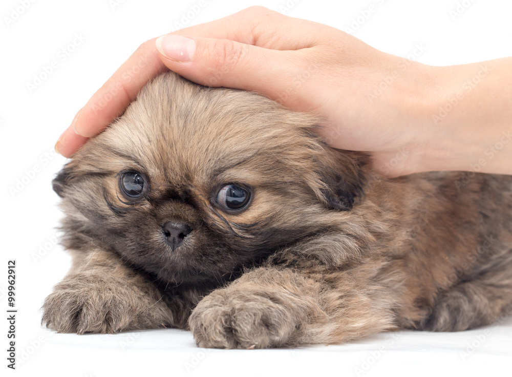 Puppy in hand on a white background