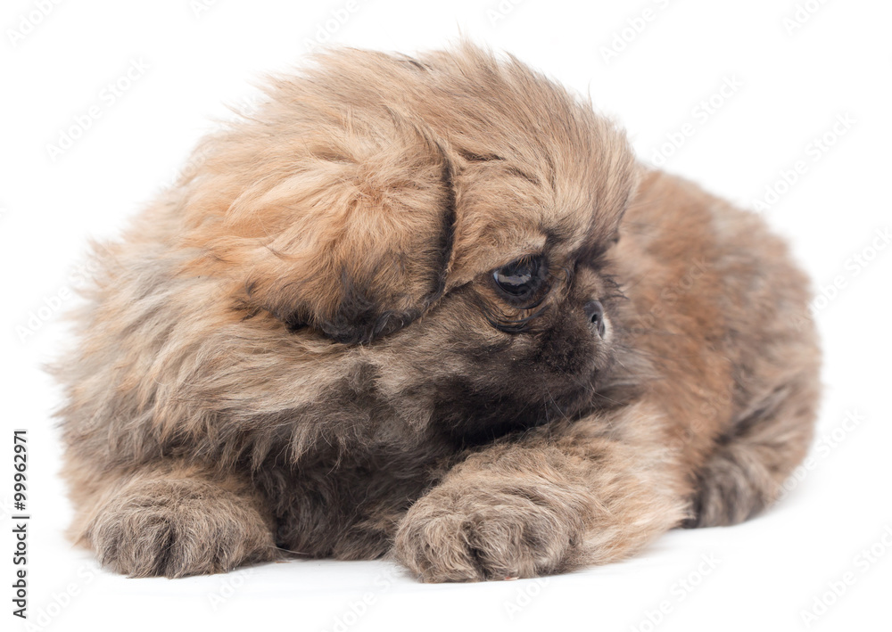 Fototapeta premium Beautiful little fluffy puppy on a white background