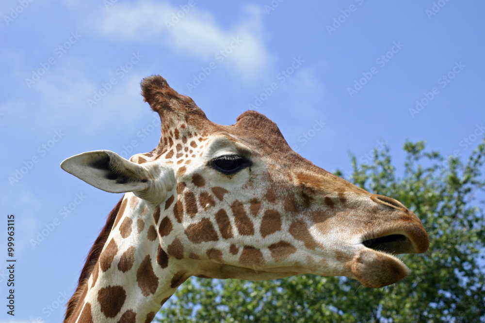 Giraffe with mouth open