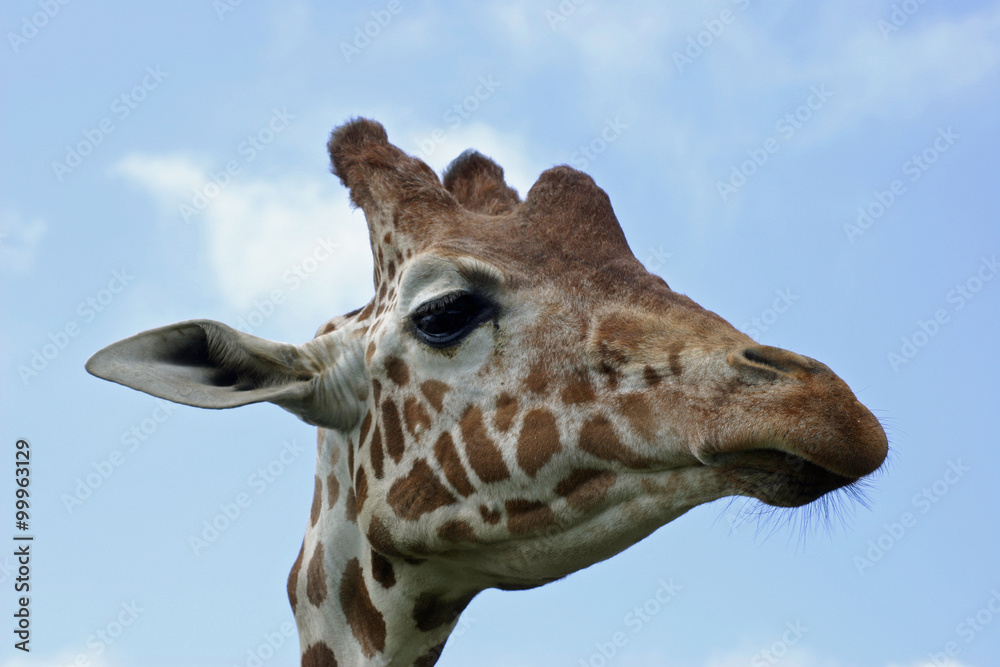 Naklejka premium Giraffe head