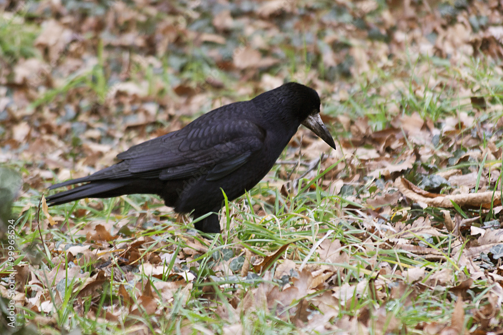 Fototapeta premium Black crow searching for food. Common crow