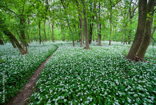 Garlic white carpet