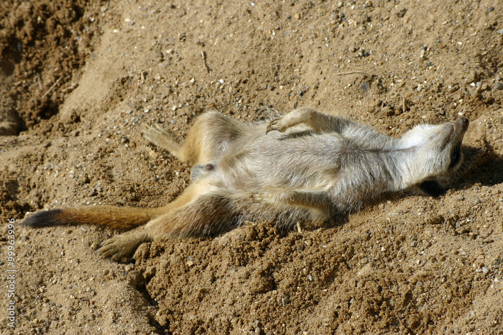 Obraz premium Meerkat asleep