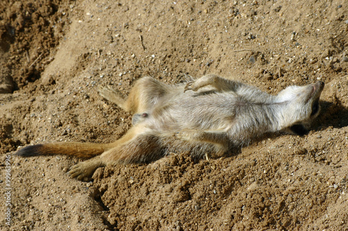 Meerkat asleep