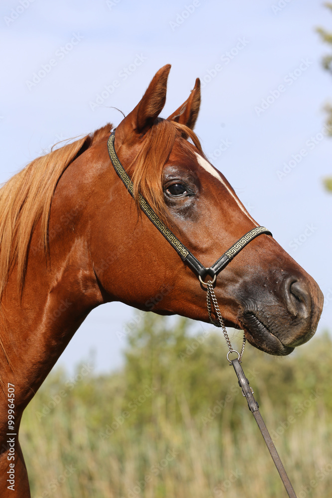 Head shot of a beautiful curious arabian stallion Head shot of a beautiful curious arabian stallion
