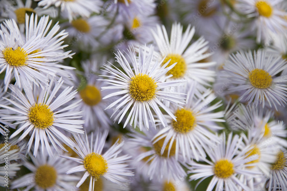 Fototapeta premium Floral background of chrysanthemums.