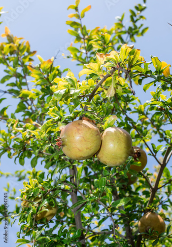The growing of pomegranate fruits.