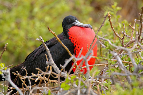 Male Magnificent Frigatebird with inflated gular sac on North Se