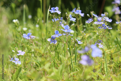 spring wildflowers forget-me