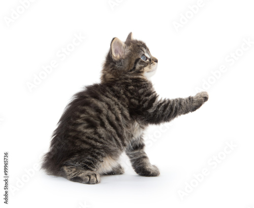 Cute baby tabby kitten on white