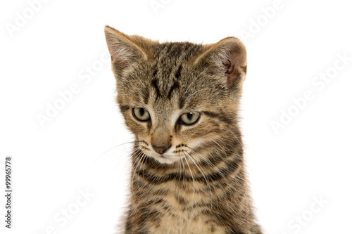 Cute tabby kitten