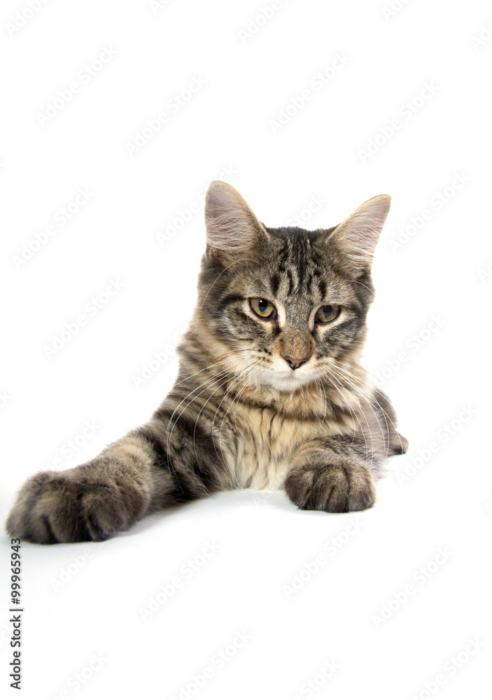 cute tabby kitten on white cute tabby kitten on white