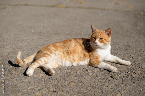 Red cat basking in the sun