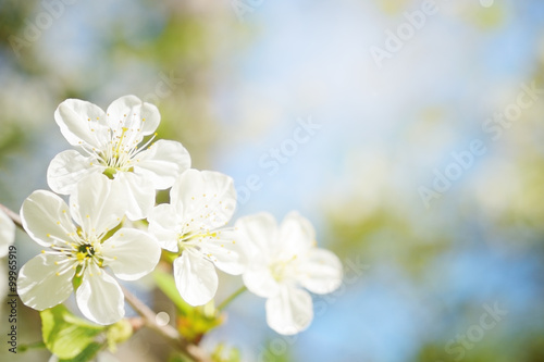 Cherry flowers in sunny day