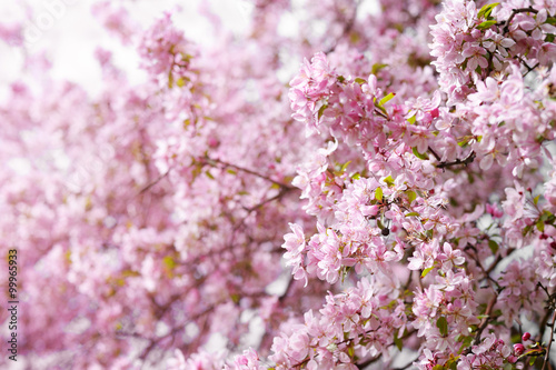 Pink flowers of cherry tree