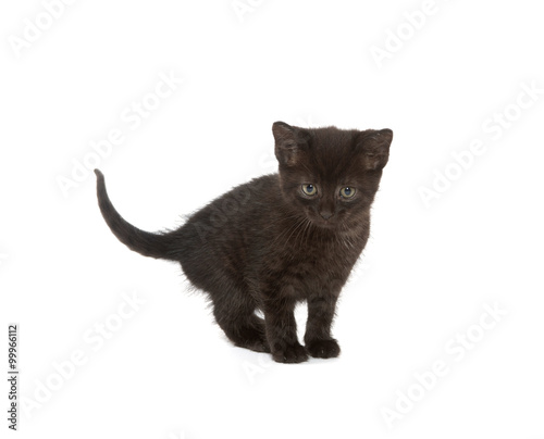 Cute black kitten