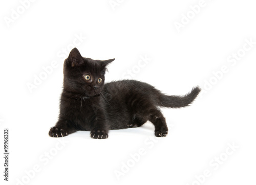 Cute black kitten on white background