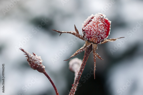 Red rose with frost. Frozen rose under the snow
