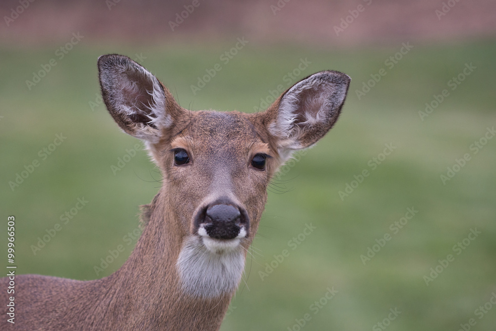 White-tailed deer doe White-tailed deer doe