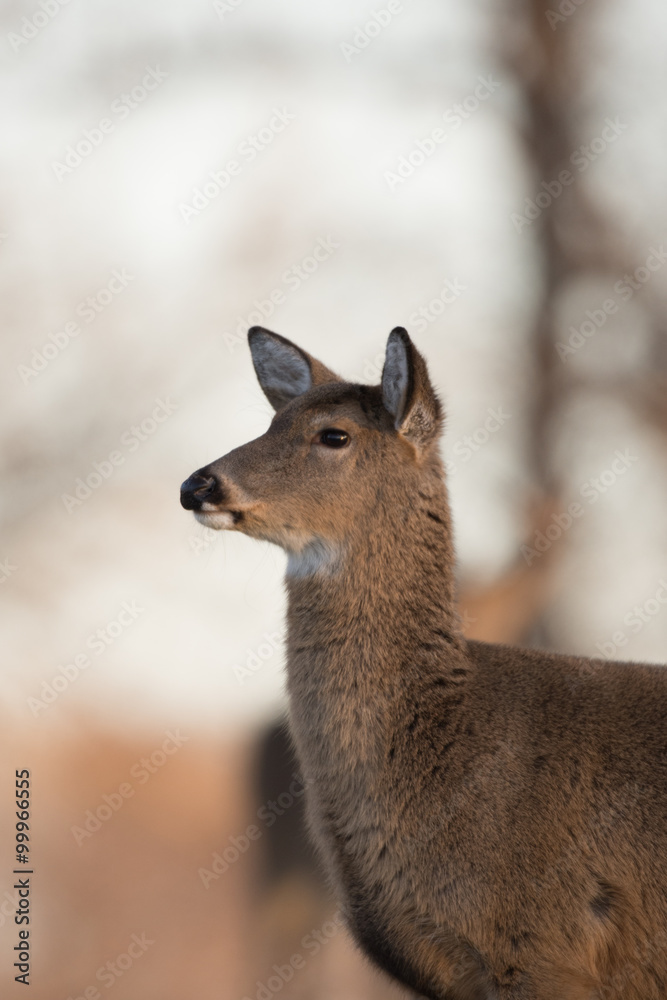 Large white-tailed buck on a hillside Large white-tailed buck on a hillside