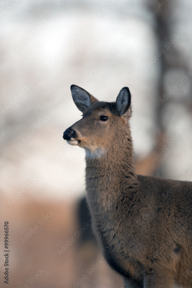 Large white-tailed buck on a hillside Large white-tailed buck on a hillside