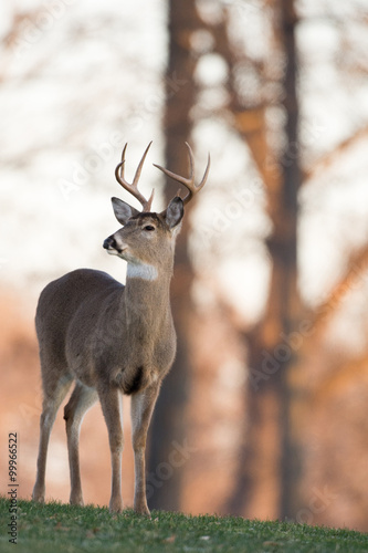 Large white-tailed buck on a hillside