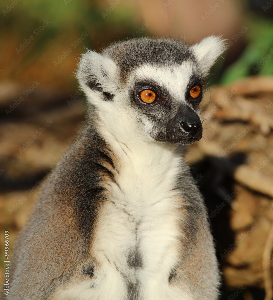 Portrait of a Ring-Tailed Lemur Portrait of a Ring-Tailed Lemur