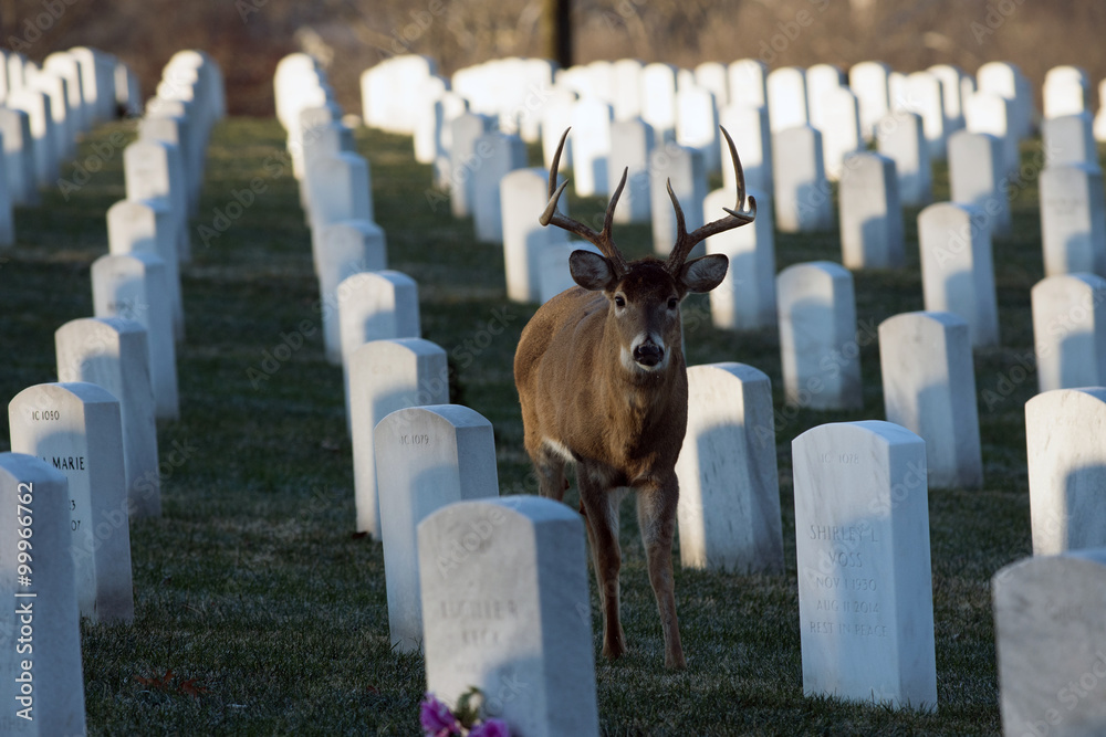 Obraz premium Large white-tailed buck in cemetery
