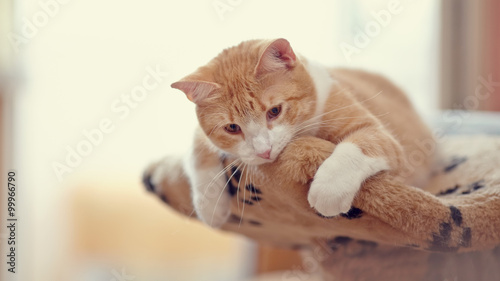 Wallpaper Mural Portrait red with white the domestic cat Torontodigital.ca