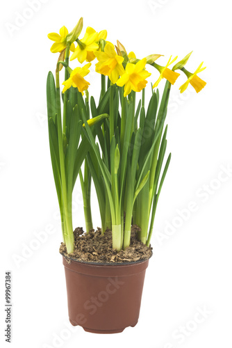 Spring floral border, beautiful fresh narcissus flowers, isolated on white background