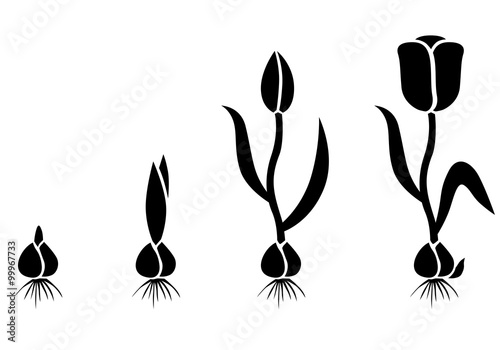 Growth cycle tulip