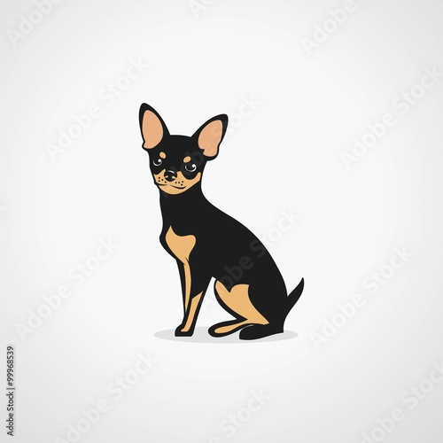 Chihuahua dog © murphy81