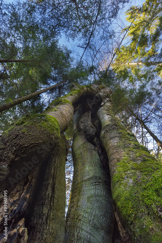 tree rolled Bottom