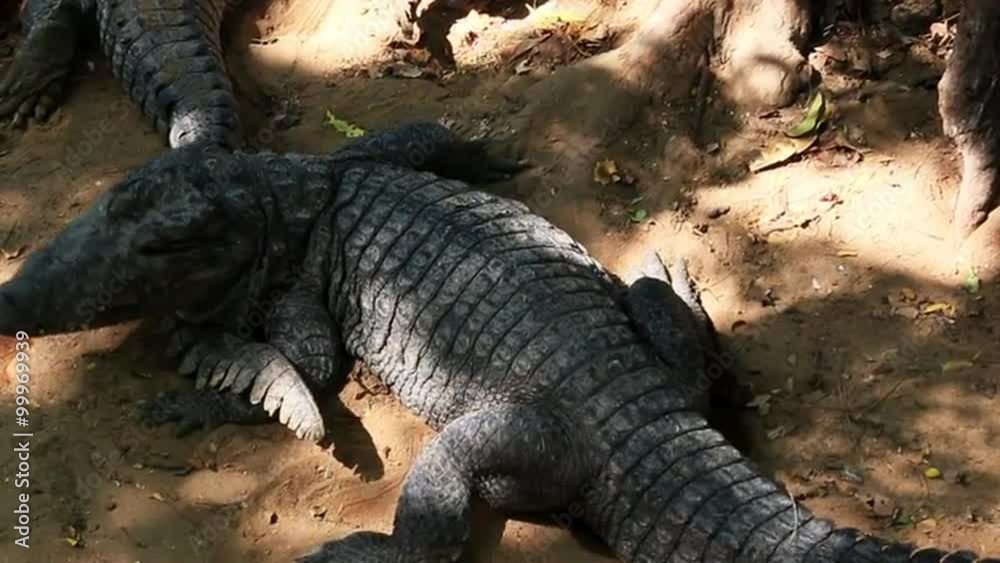 Shot of crocodiles in den, Mahabalipuram, Kancheepuram District, Tamil Nadu, India Shot of crocodiles in den, Mahabalipuram, Kancheepuram District, Tamil Nadu, India