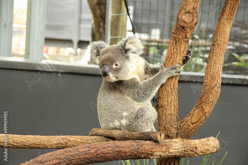 Fototapeta Naklejka Na Ścianę i Meble -  Koala, aufgenommen in Australien, November 2015