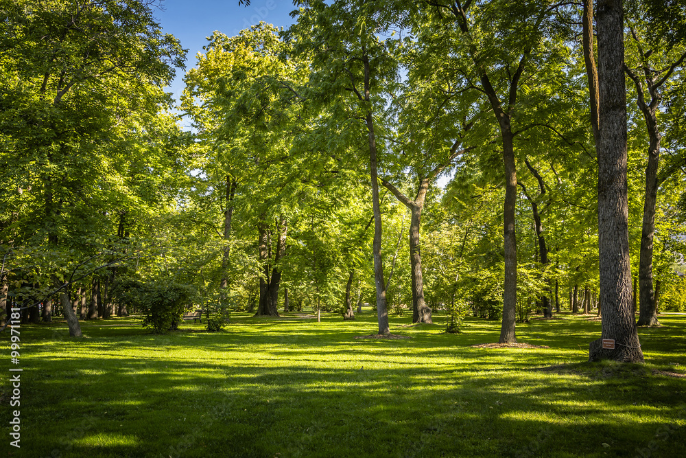 Forest Park Landscape