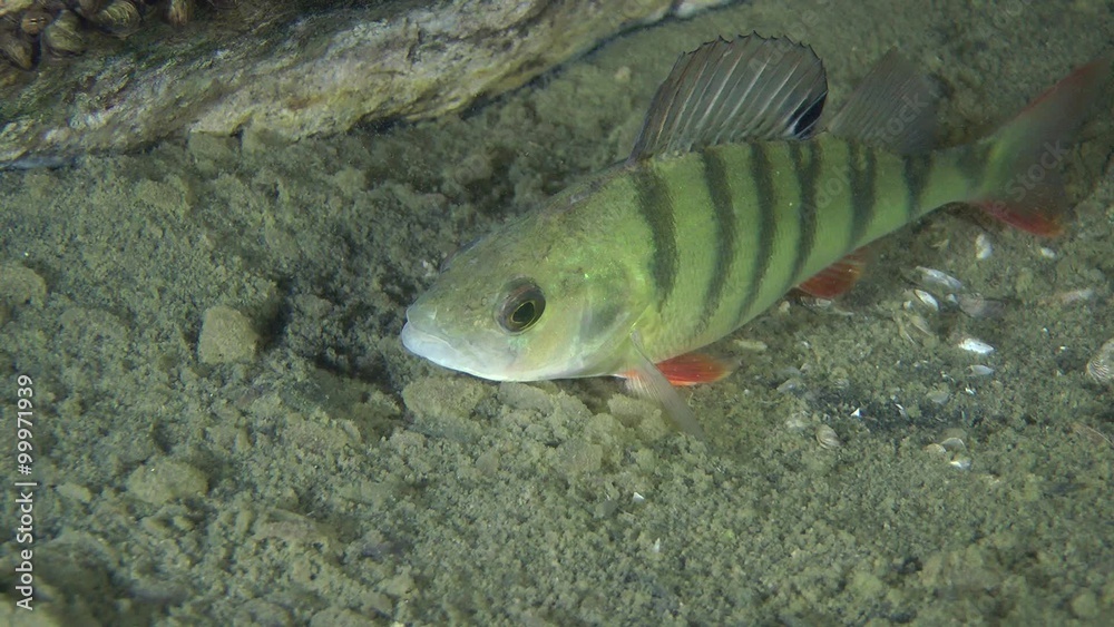 European perch (Perca fluviatilis) standing on the background of the bottom, then slowly turns around, medium shot.
European perch (Perca fluviatilis) standing on the background of the bottom, then slowly turns around, medium shot.