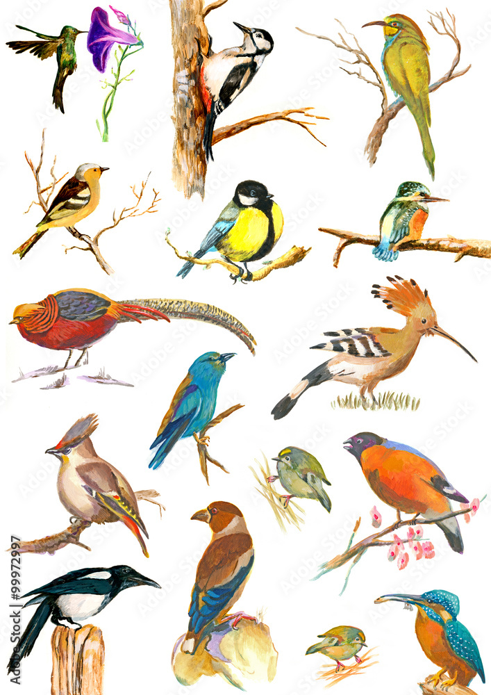 Fototapeta premium Birds. Hand painted placard.