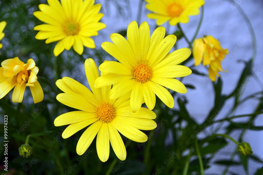 Blumen und Pflanzen Blumen und Pflanzen
