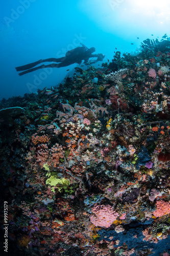 Diverse Coral Reef and Scuba Diver