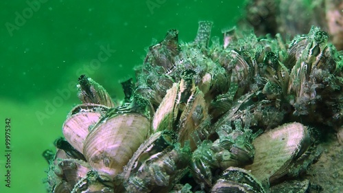 Zebra mussel (Dreissena polymorpha): clams push out its siphons to filter water, close-up.
 photo